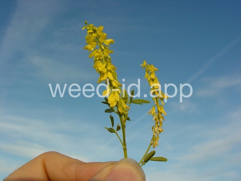 sweetclover, yellow